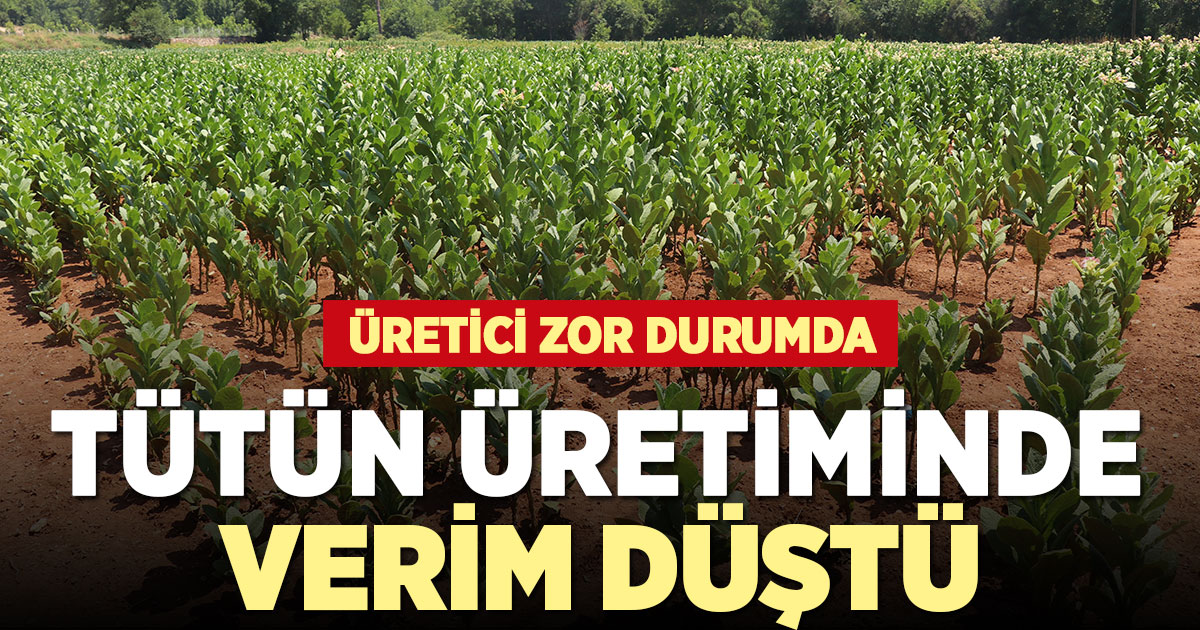 Tütün üretiminde verim düştü