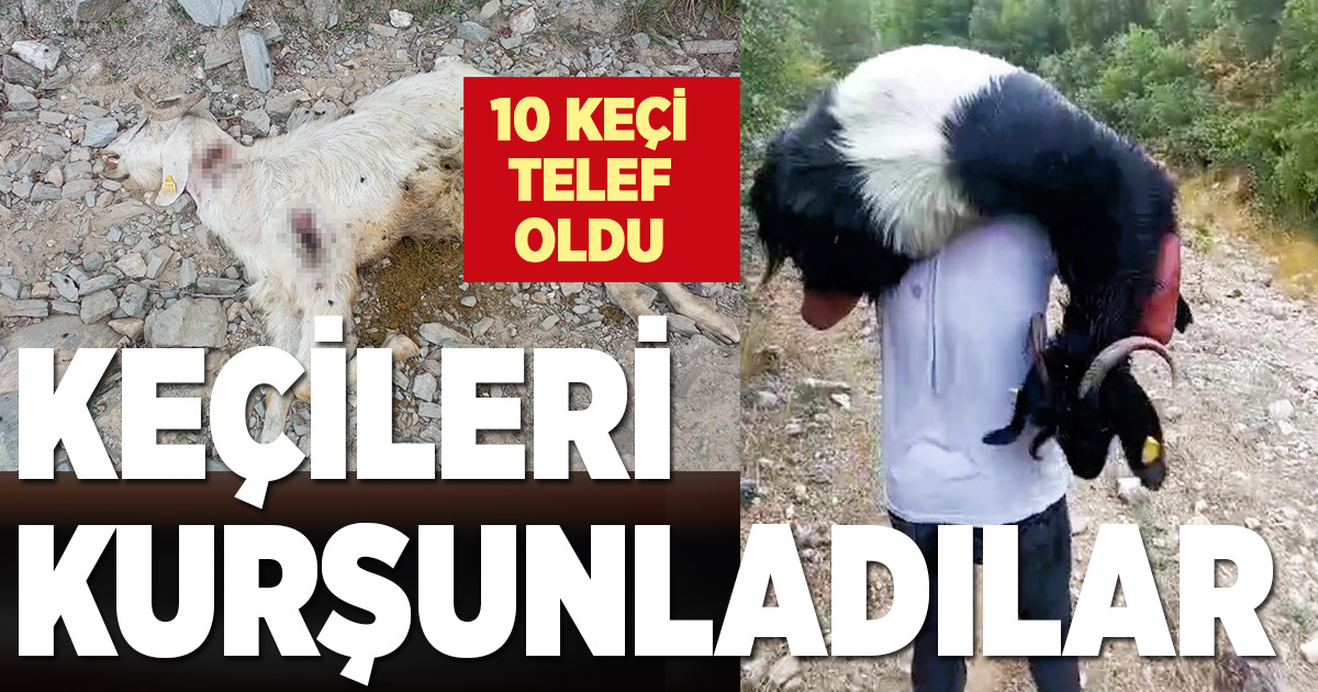  Denizli’de vahşet: Kurşunlanan 10 keçi telef oldu