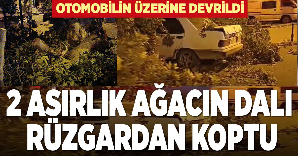 İki asırlık ağacın dalı rüzgarın etkisiyle aracın üzerine devrildi