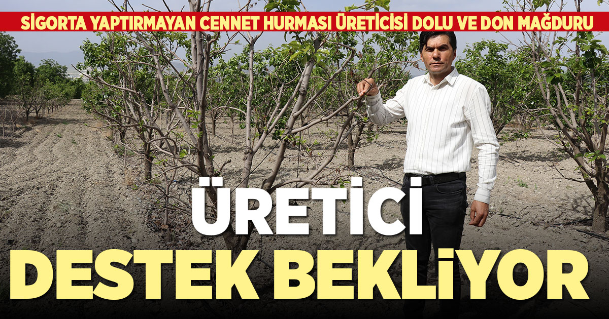 Sigorta yaptırmayan cennet hurması üreticisi destek bekliyor