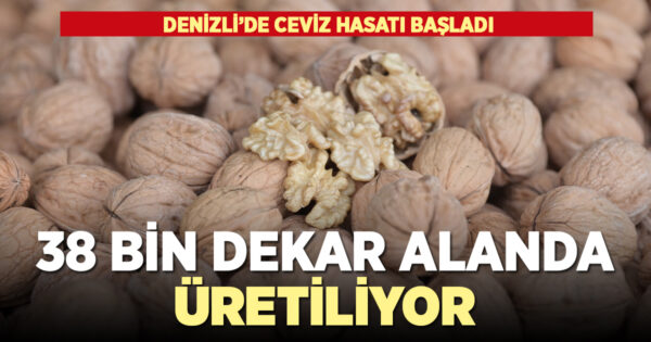 DENİZLİ’DE SEZONUN İLK CEVİZ HASADI TAVAS’TA YAPILDI