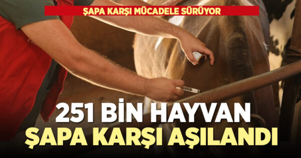 Denizli’de 251 bin hayvan şap hastalığına karşı aşılandı