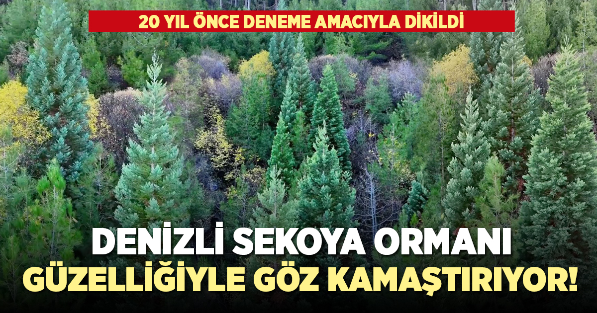 Denizli sekoya ormanı güzelliğiyle göz kamaştırıyor!