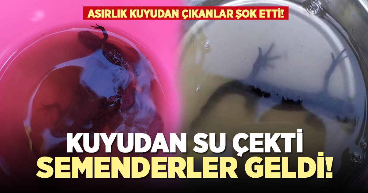 Kuyudan su yerine semenderler çıktı!