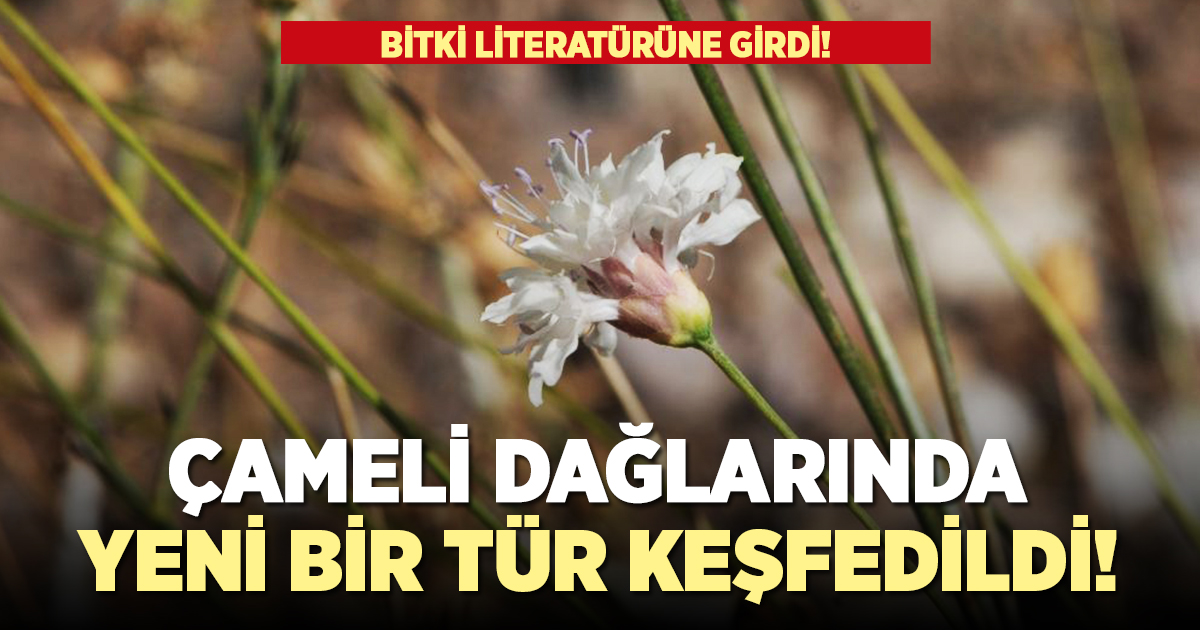 Çameli dağlarında yeni bir tür bitki keşfedildi!