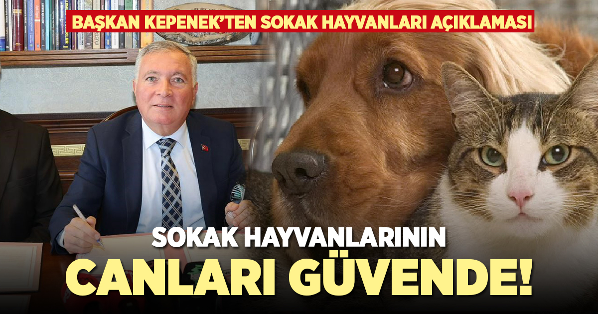 Başkan Kepenek: ”Sokak hayvanlarımızın canları güvende!”