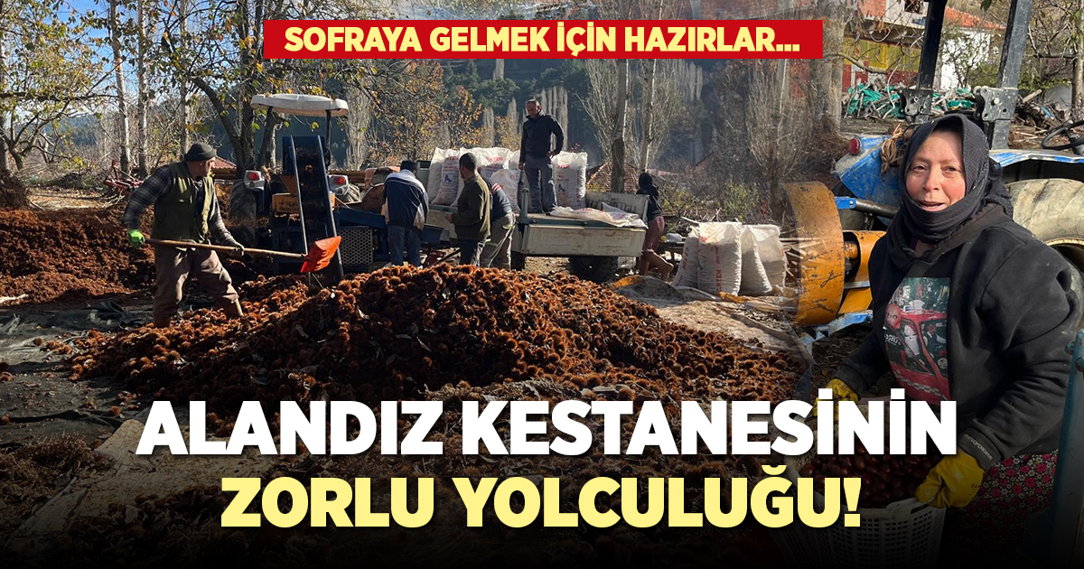 Alandız kestanesinin zorlu yolculuğu