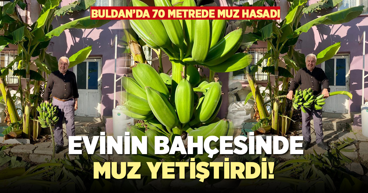 Evinin bahçesinde muz yetiştirdi