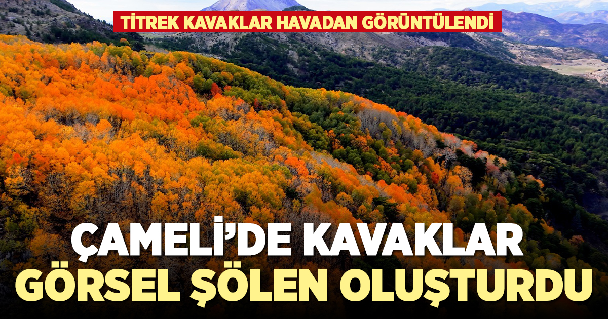 Çameli'de kavaklar görsel şölen oluşturdu