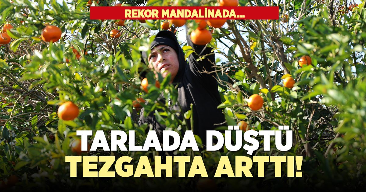 Tarlada düştü tezgahta arttı!