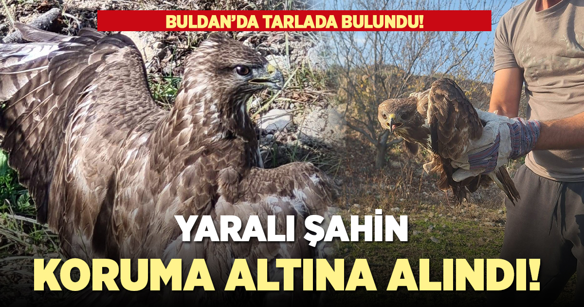 Yaralı şahin tedavi altına alındı