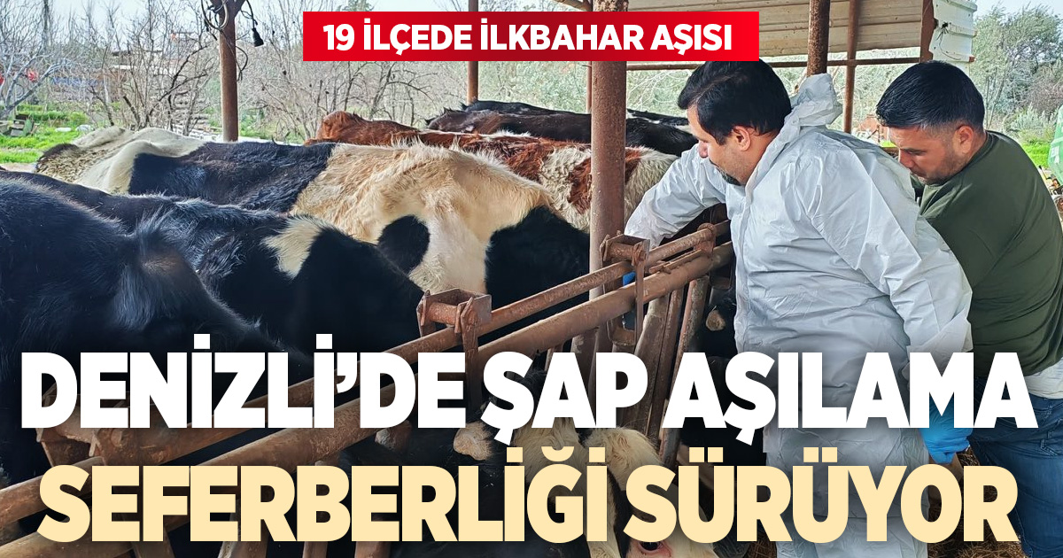 Denizli’de ilkbahar şap aşılama seferberliği sürüyor