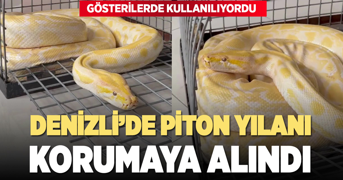 Denizli'de gösteride kullanılan nesli tehlike altındaki piton koruma altına alındı