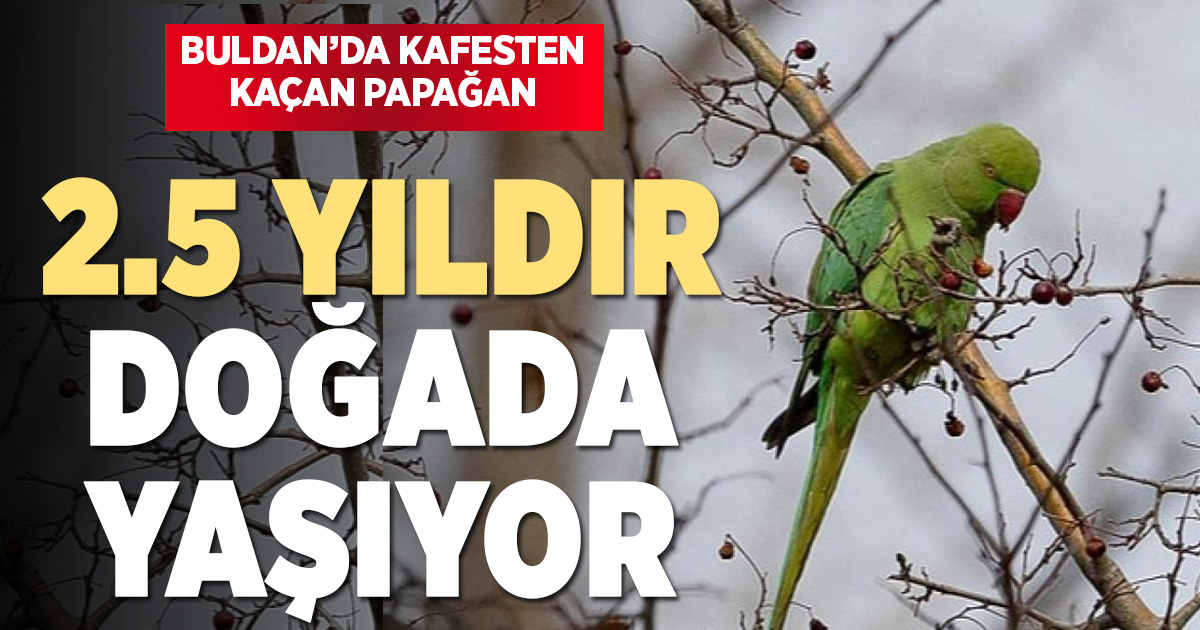 Evden kaçan papağan 2,5 yıldır doğada yaşıyor