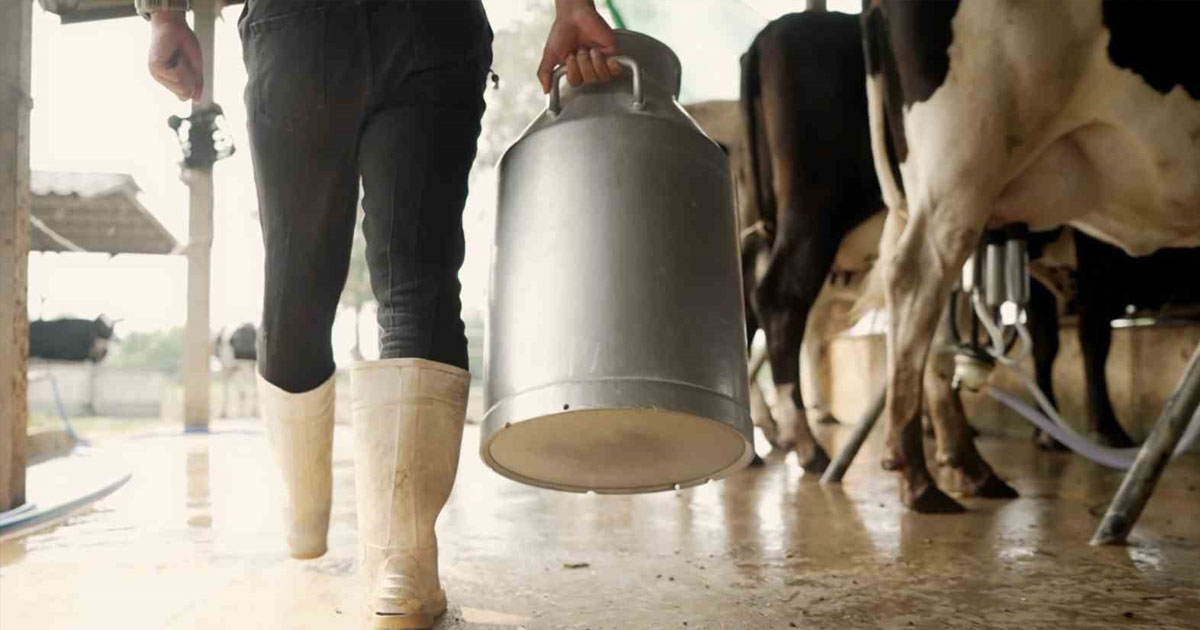 Aralıkta 931 bin ton inek sütü toplandı