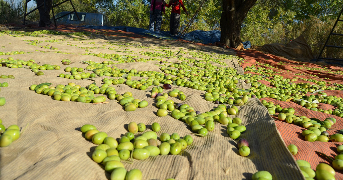 Zeytin ve zeytinyağı için fotoğraf yarışması