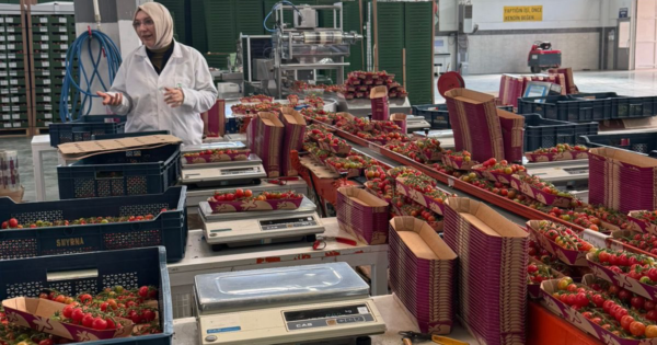 Güvenli gıda zinciri için çalışmalar sürüyor