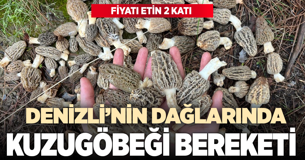 Buldan ormanlarında kuzugöbeği bereketi