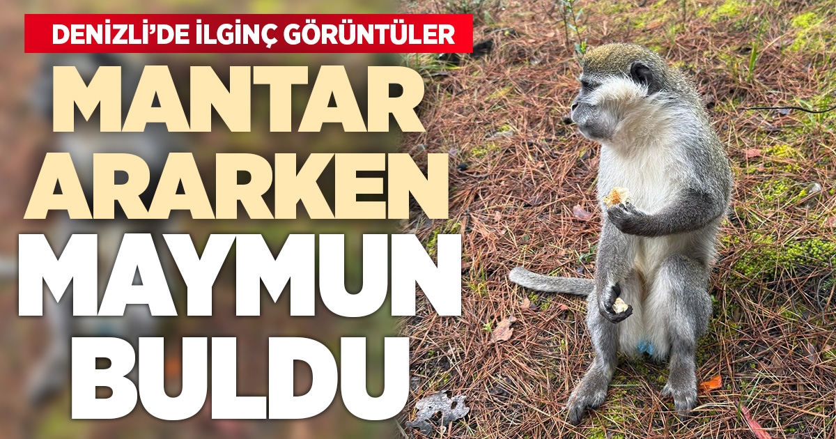 Mantar aramak için çıktığı doğada maymun buldu