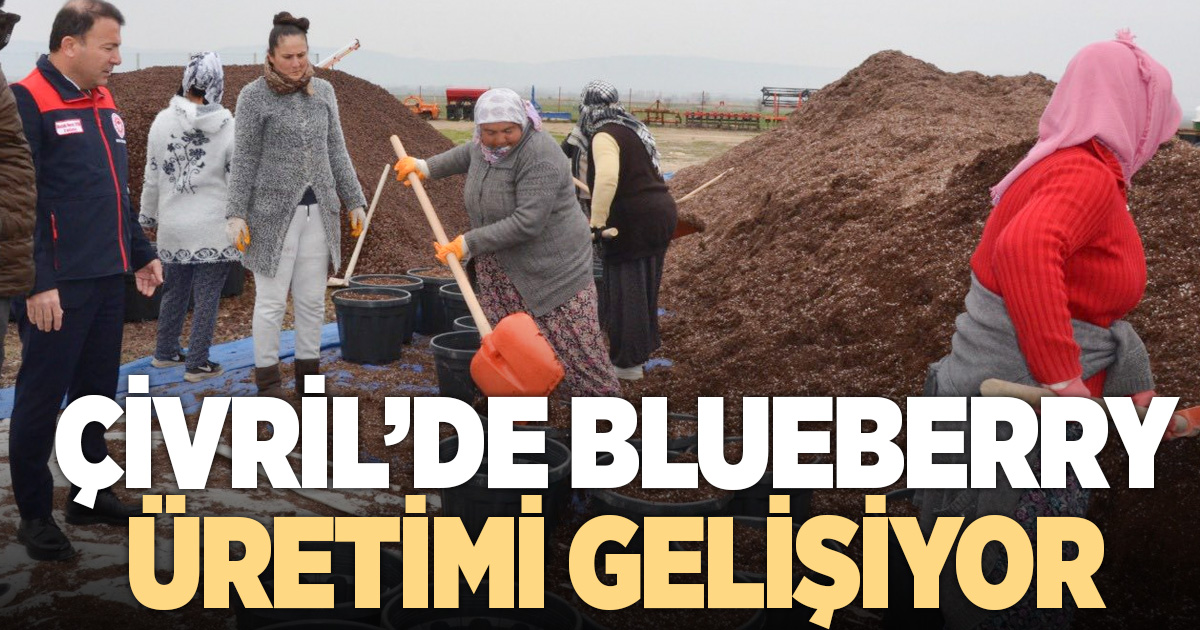 Çivril’de blueberry üretimi gelişiyor