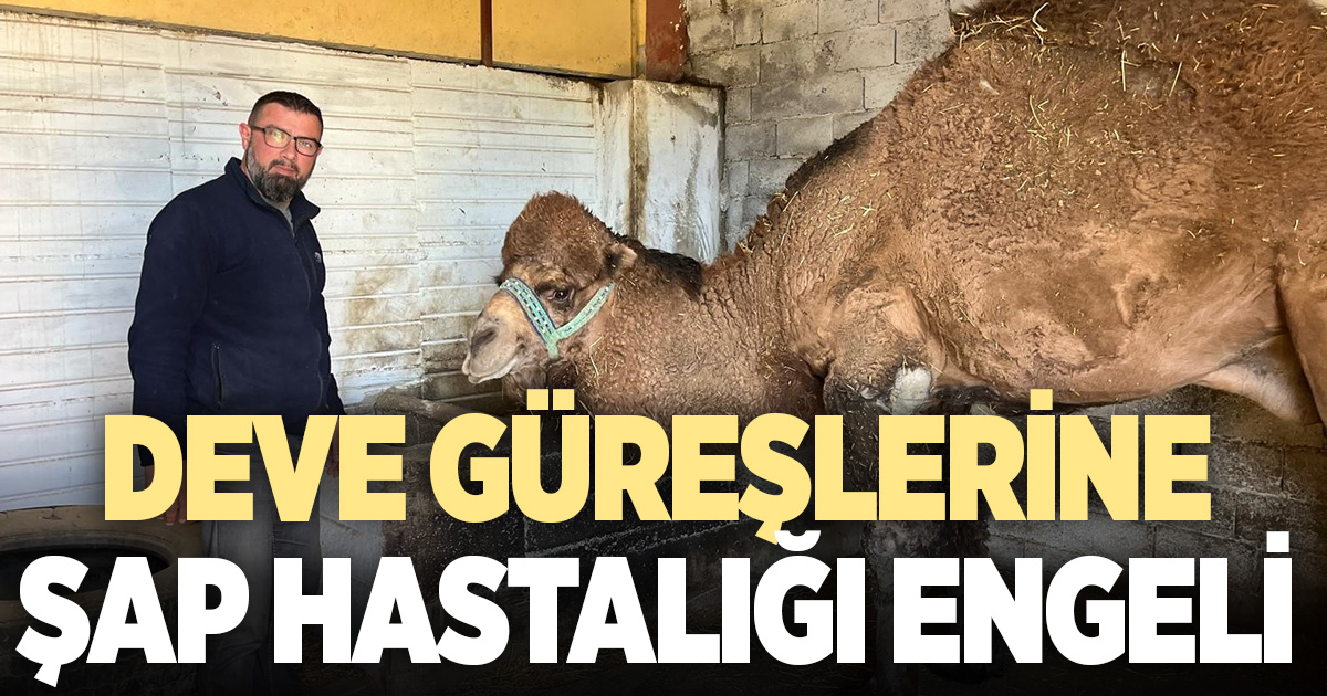 Deve güreşleri iptal edilince develer dinlenmeye çekildi