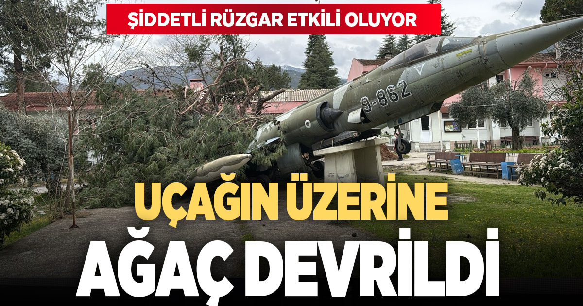 Uçaklı okulun uçağının üzerine ağaç devrildi