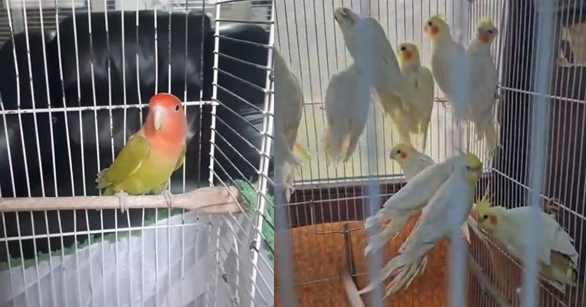 Denizli’de petshop denetiminde 164 hayvana el konuldu