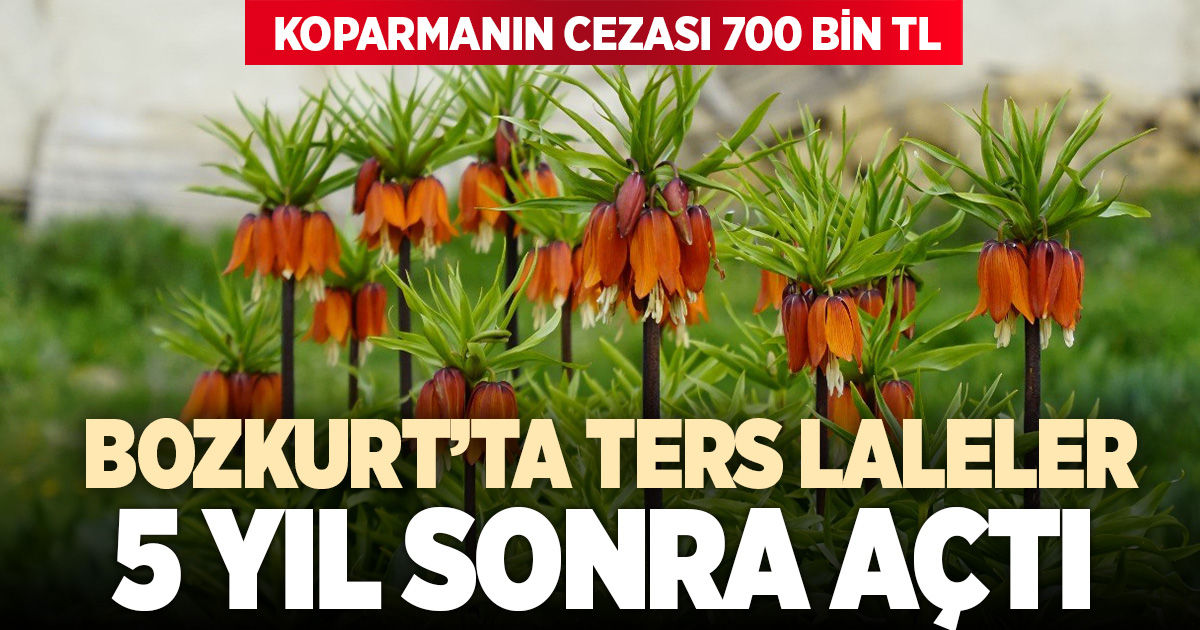 Ağlayan gelinler 5 yıl sonra baharı karşıladı