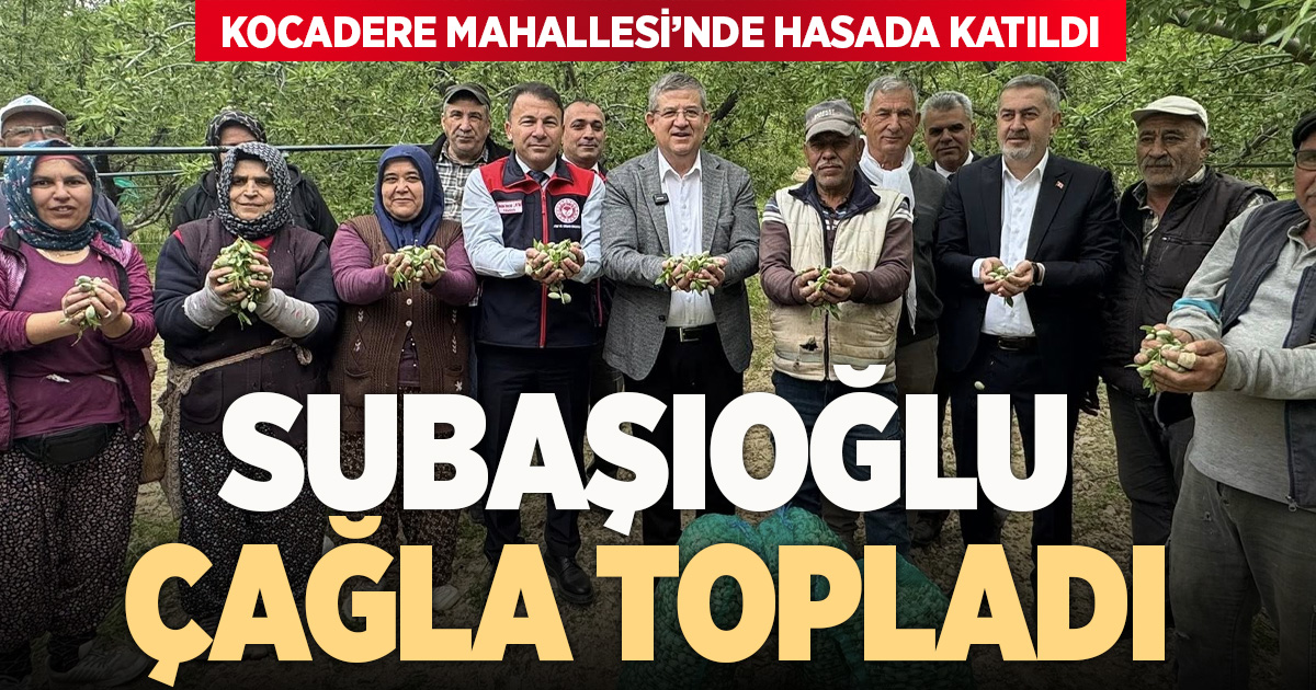 Subaşıoğlu çağla hasadında üreticiyle buluştu