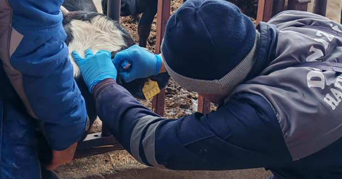Çiftliklerde aşılama sürüyor