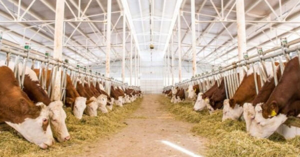 Büyükbaş ve atık destekleri çiftçinin hesabına yatırıldı