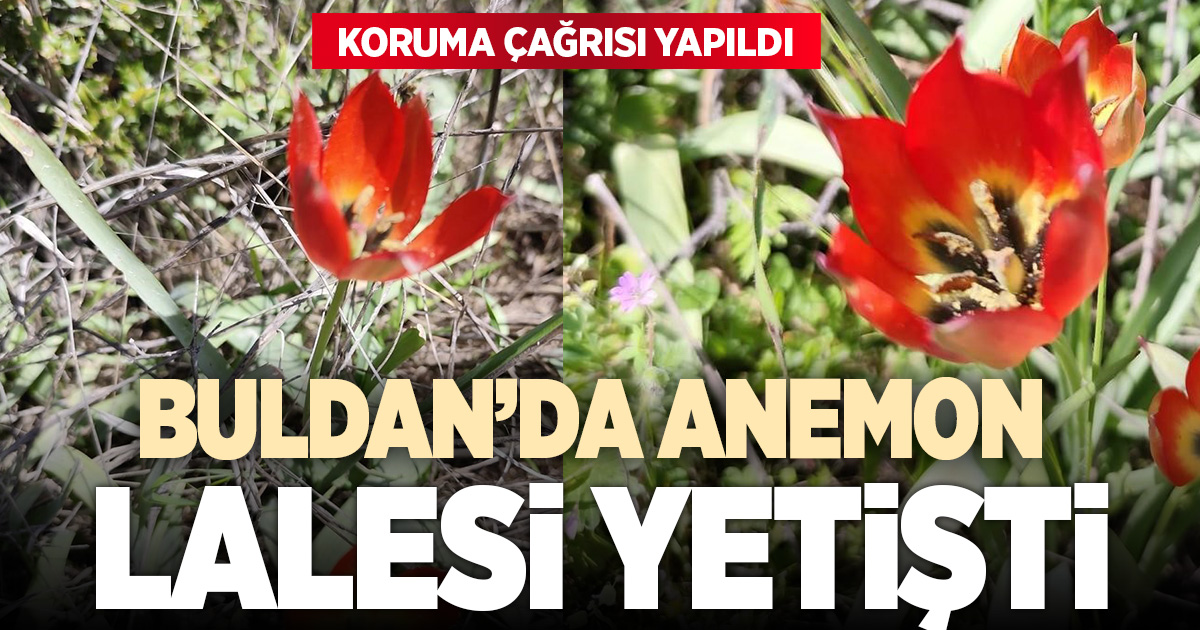 Denizli'de anemon lalesi yetişti