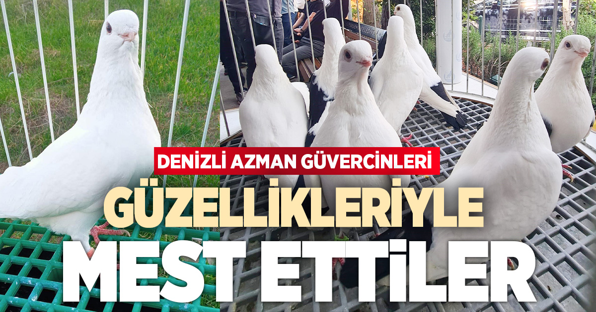 Denizli azman güvercinleri güzellikleriyle mest etti