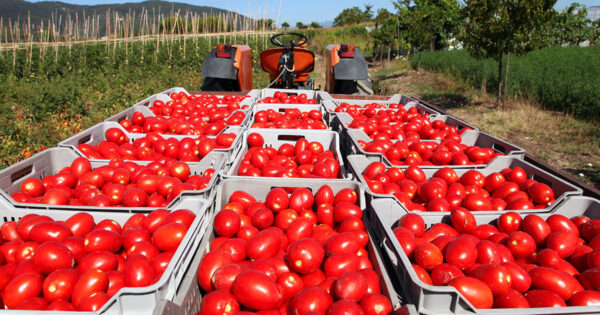 Yaş sebze meyve ihracatçıları istikrar peşinde
