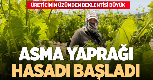 Asma yaprağında hasat başladı
