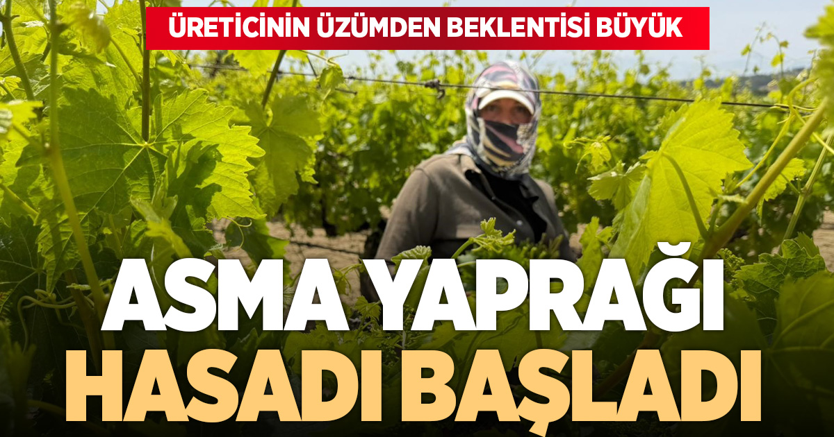 Asma yaprağında hasat başladı