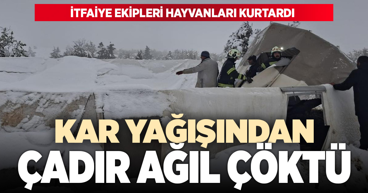 Aşırı kar nedeniyle ağıl çöktü, koyunlar mahsur kaldı