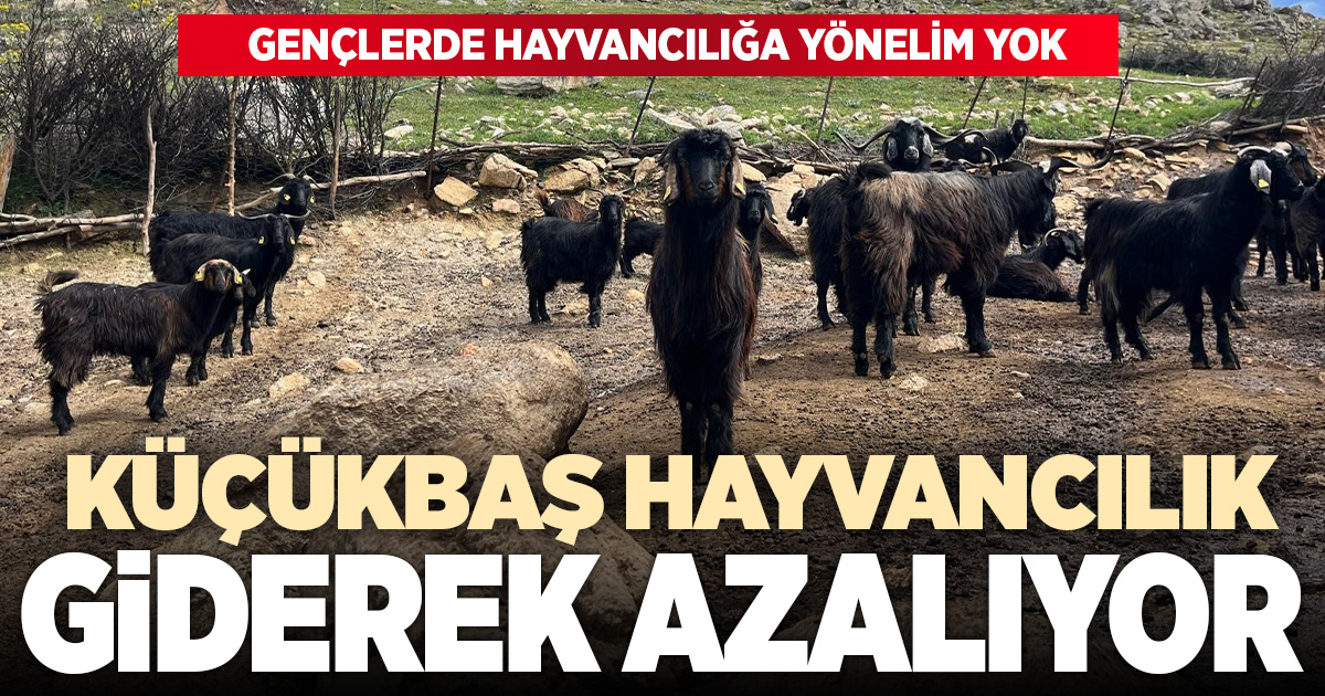 Denizli’de küçükbaş hayvancılık yetiştiriciliği giderek azalıyor