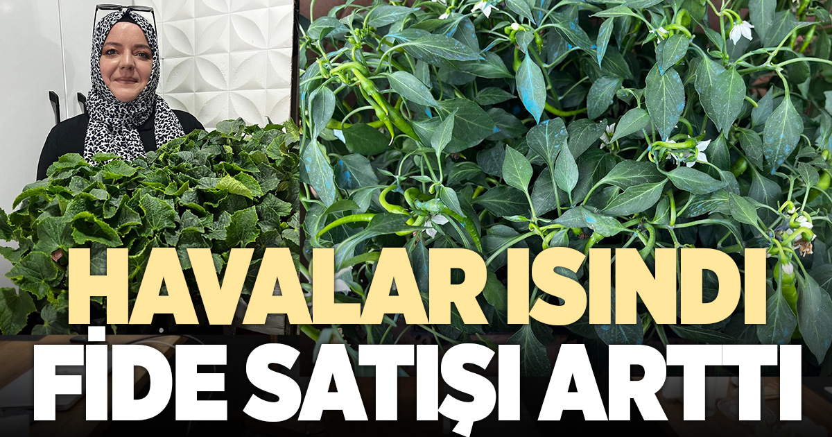 Hava şartlarının uygun hale gelmesiyle birlikte fide satışları arttı