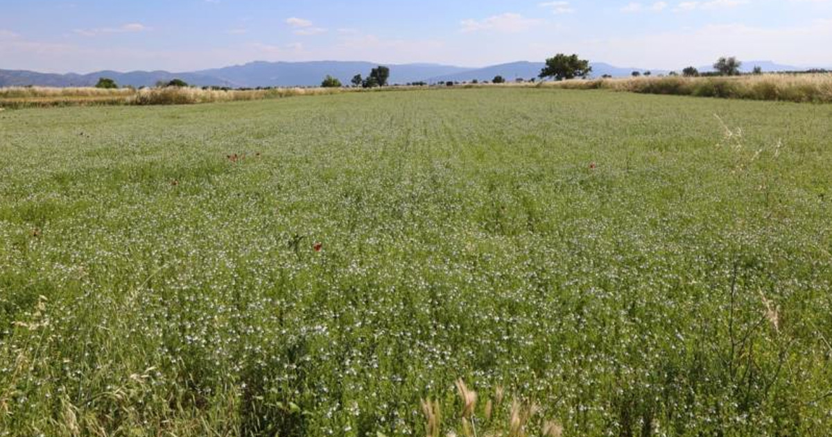 Tavas’ta karacaot ekiminde verimlilik testi yapılıyor