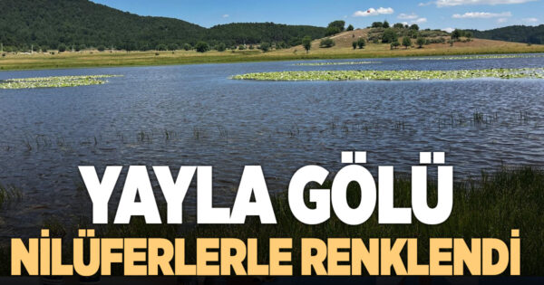 Yayla Gölü nilüferlerle renklendi
