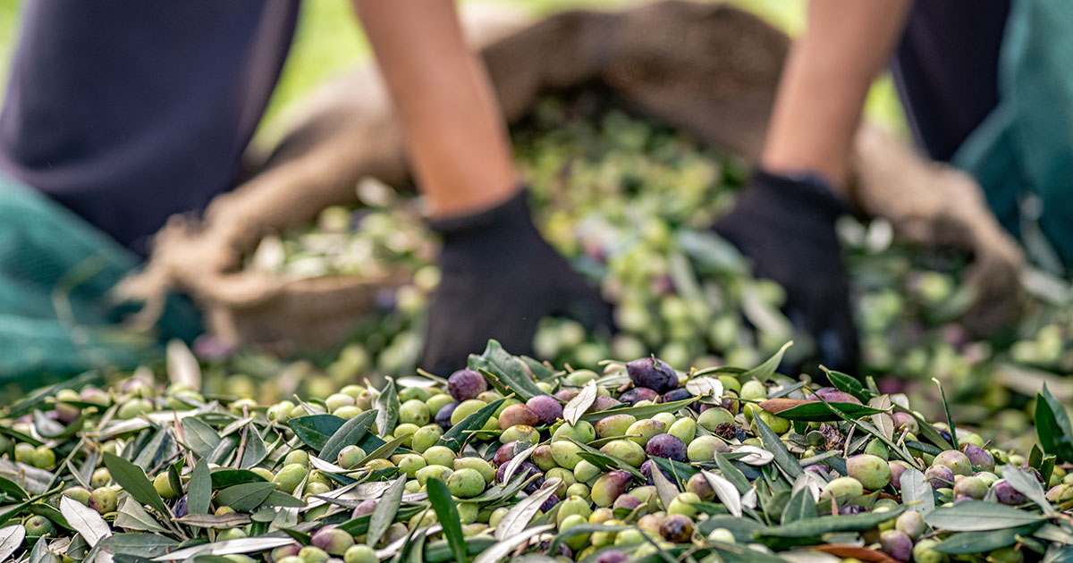 Zeytin ve zeytinyağında dünya genelinde güçlü bir rekolte bekleniyor