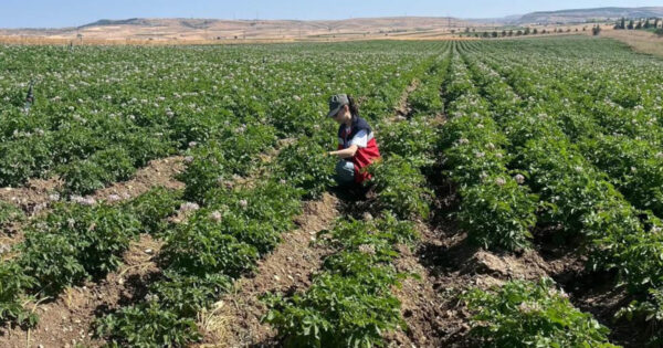 Kütahya’da patates tarlalarında bitki pasaportu denetimleri başladı