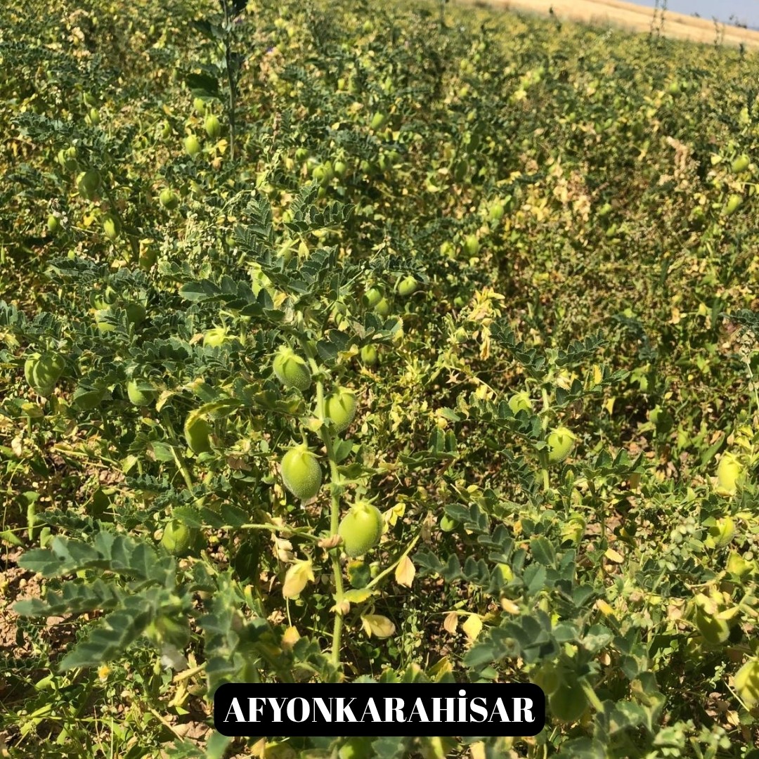 Yeni nohut çeşidi Denizli’nin dışında ekilen bölge illerinde de yüksek verim verdi
