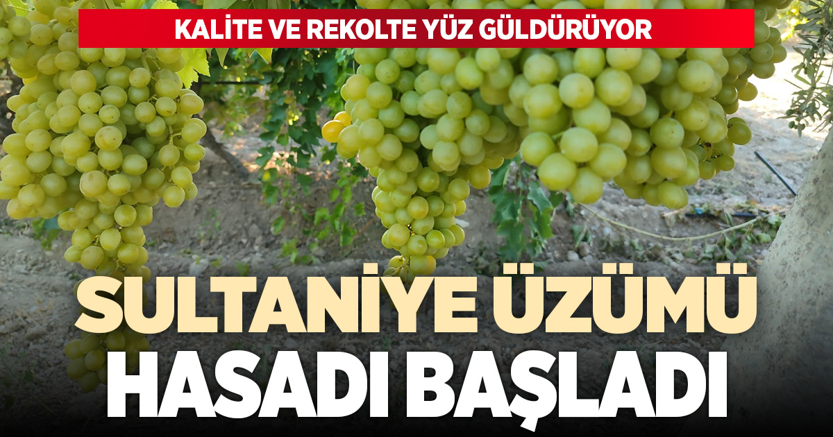 Buldan'da sultaniye üzümünde hasat heyecanı başladı