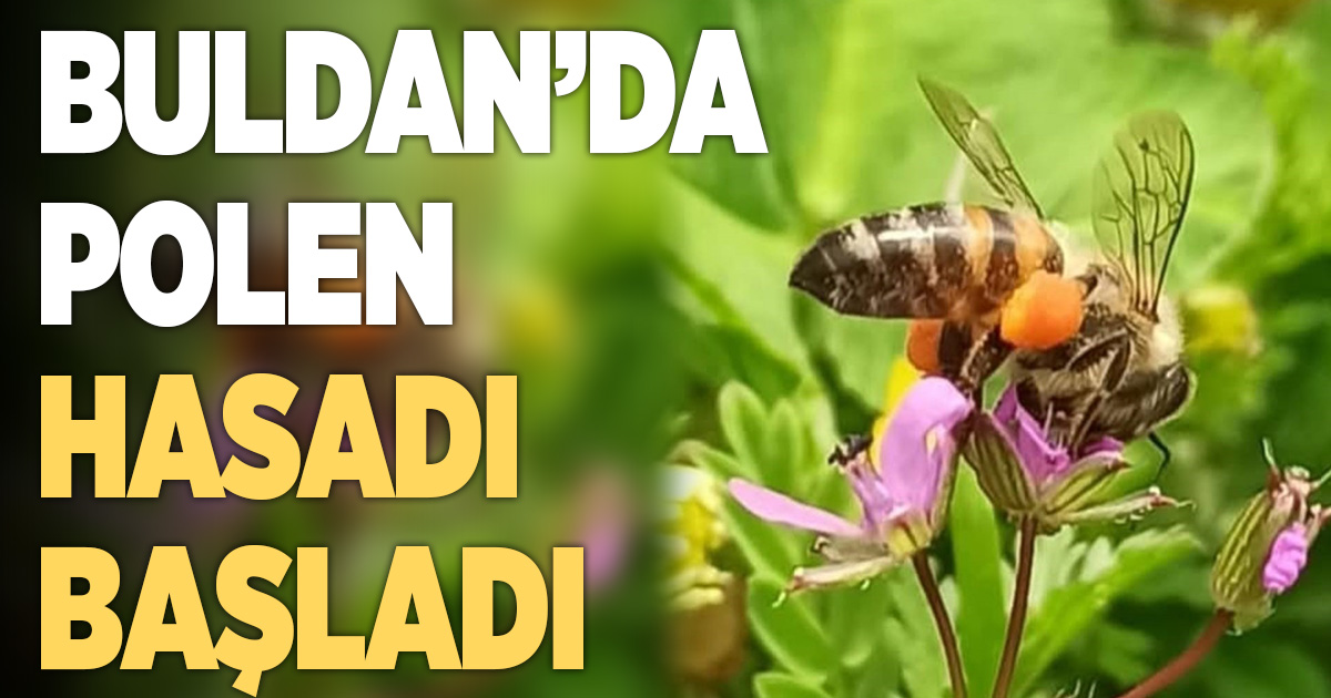 Buldan'da polen hasadı başladı