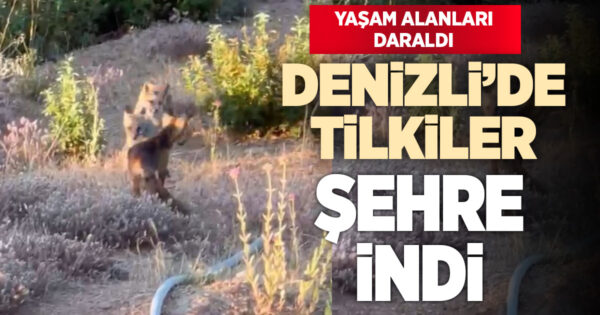 Yaşam alanları daralan tilkiler şehir merkezlerine indi