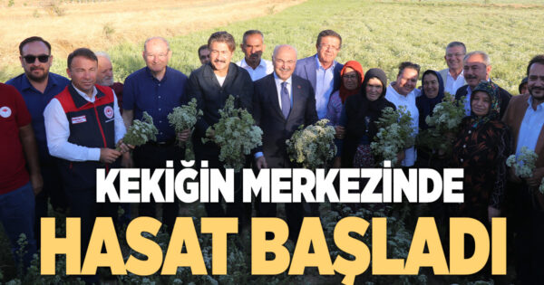 KEKİK HASADI BAŞLADI
