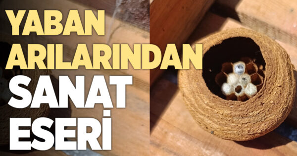 Yaban arılarından sanat eseri