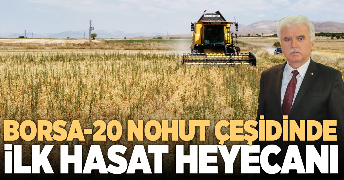 Denizli’de geliştirilen Borsa-20 cinsi nohutta ilk hasat heyecanı